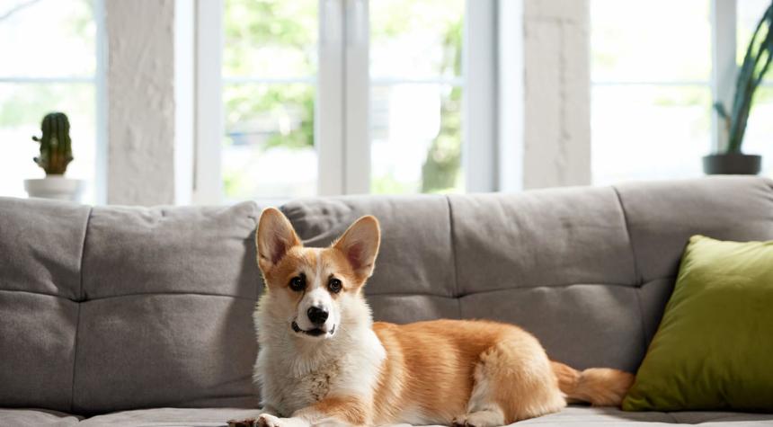 How to Keep a Clean and Pet-Safe Home
