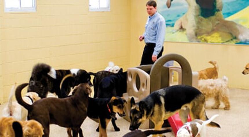 Top 5 Luxurious Pet Hotels