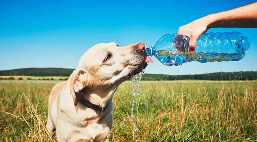 How Can I Tell If My Dog is Dehydrated?
