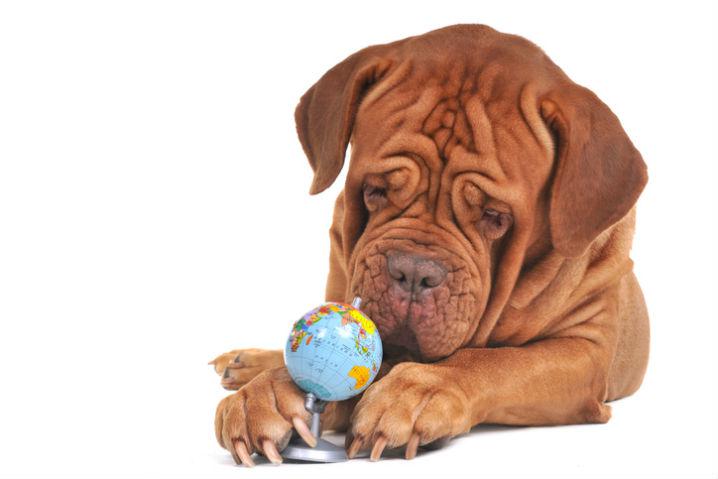 A Deep Dive into the World of Pet Care Franchises