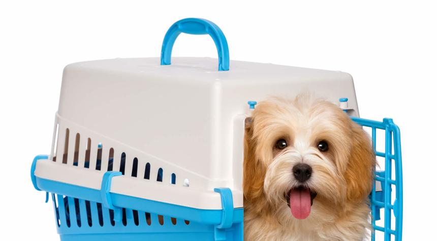 How Do I Crate Train My Puppy?