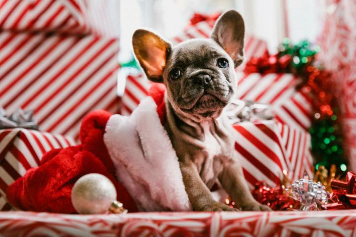 How Dog Daycare Relieves Holiday Stress for All