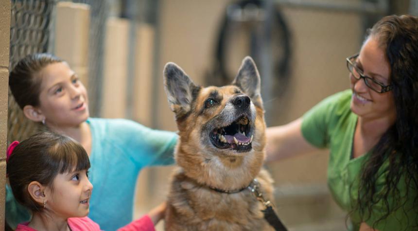 Introducing Your Dog to Your Children