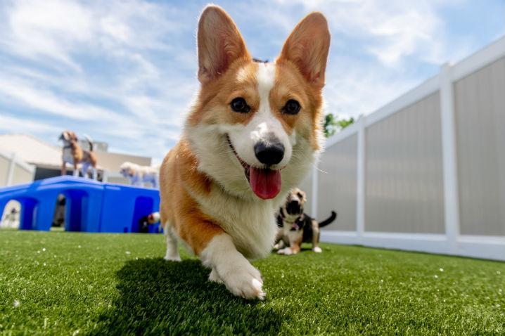 Is Pet Daycare & Lodging Expected to Rise?