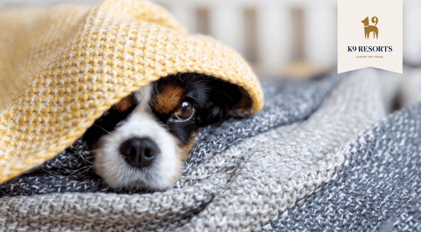 How Dog Daycare Can Help Your Nervous Dog