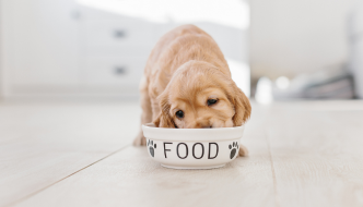 What Do I Feed My Puppy?