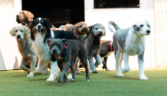 What to Look for When Choosing a Hotel for Dogs?