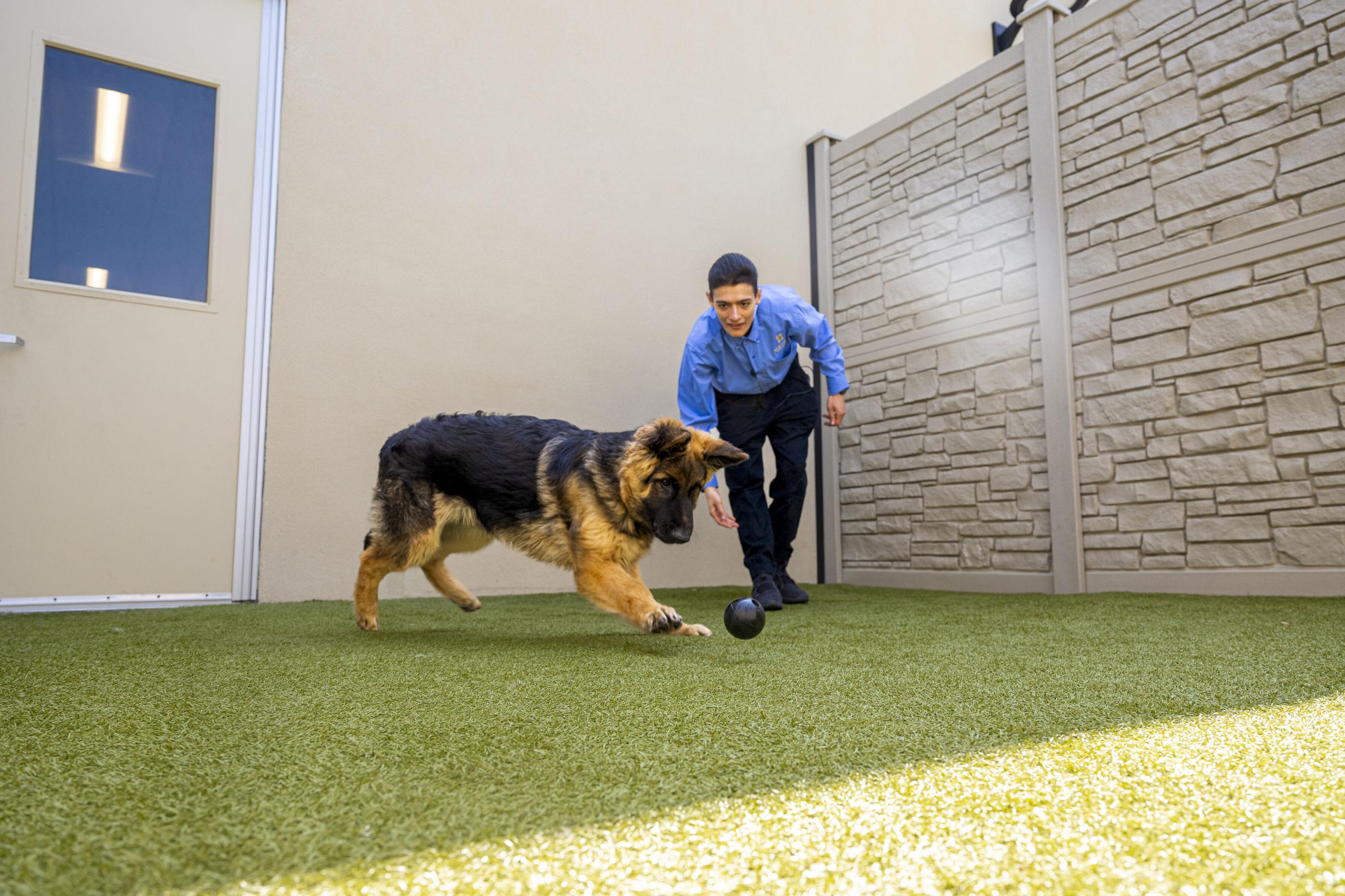 Dog running after ball 