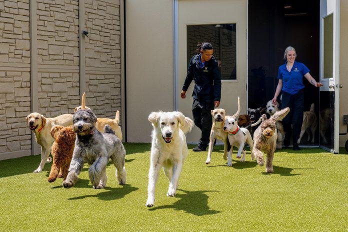 K9 Resorts to Make Michigan Debut with Local Husband-Wife Duo; Continues National Expansion Into its 21st State