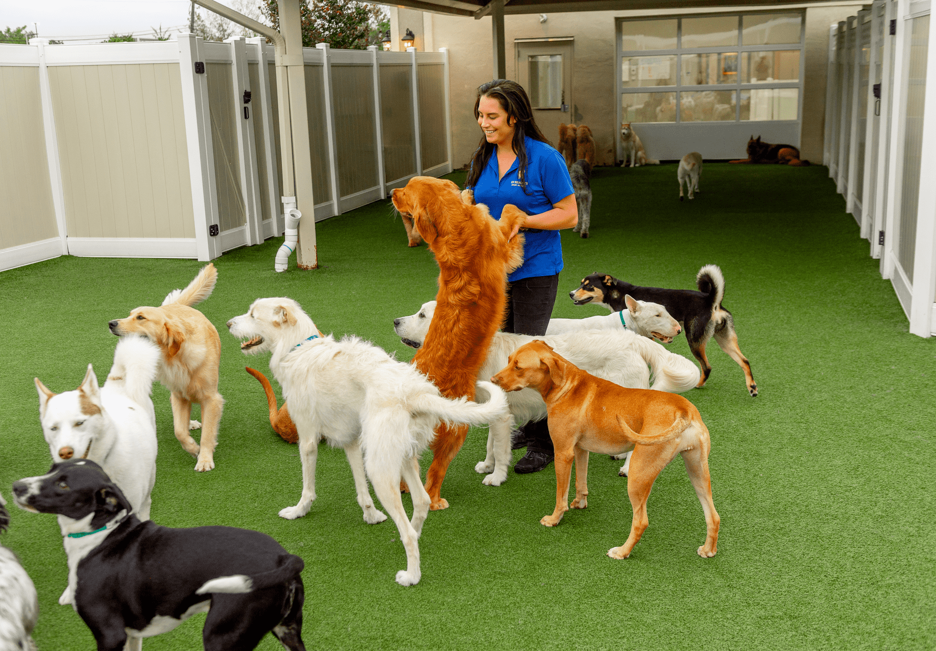 K9 Team member with a group of dogs outdoor