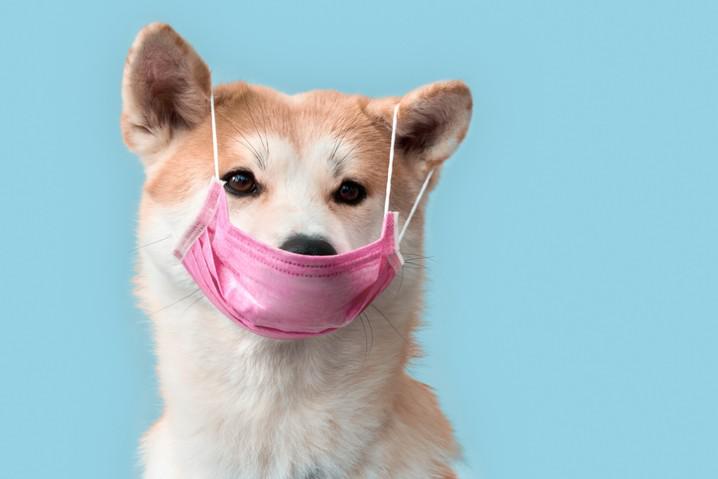 Why the Pet Care Industry is Remaining Strong During a Pandemic