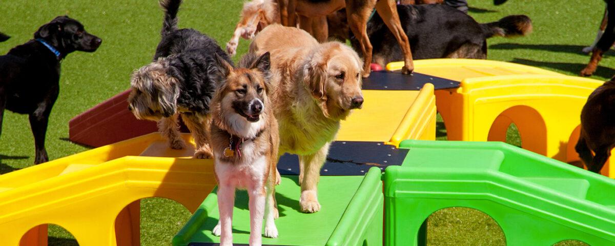 Things to Consider Before Opening a Dog Daycare Franchise