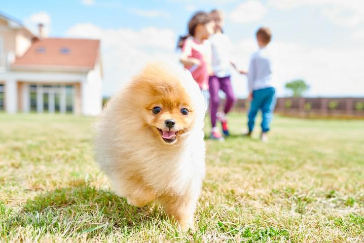 Pet Care or Childcare: What is the Better Business Move?