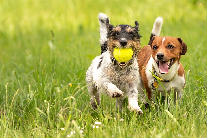 Pet Industry Statistics: Why Invest?