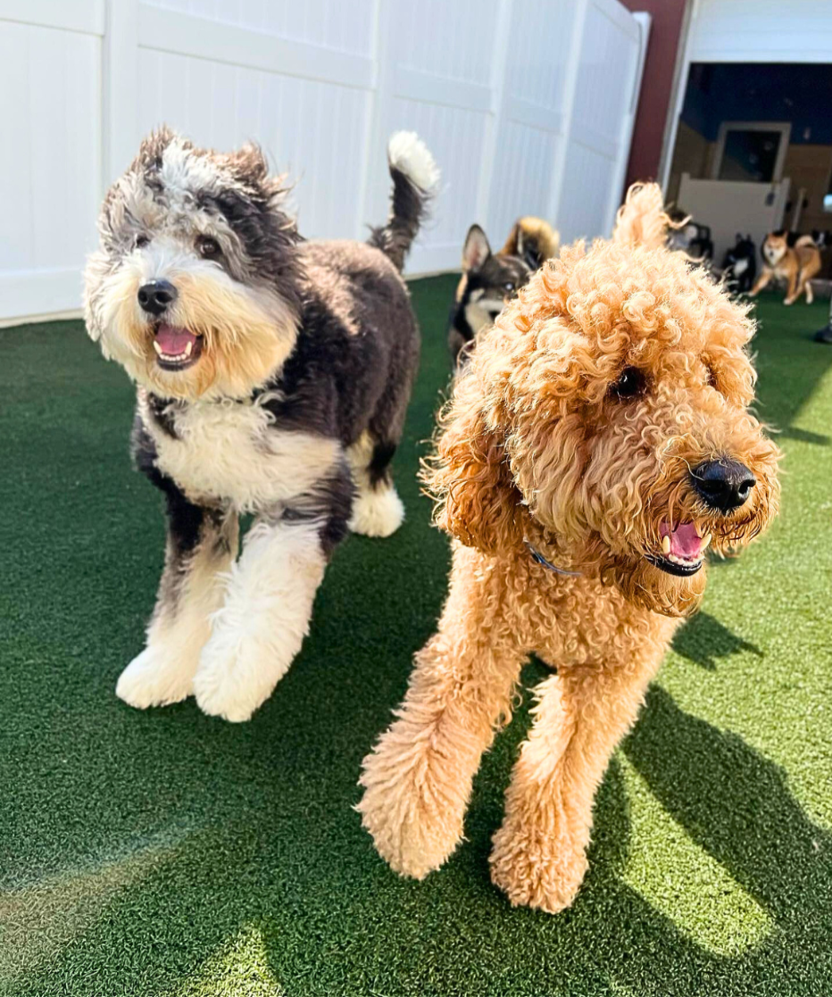 K9 Resorts Luxury Pet Hotel Marks 10th Anniversary With Major Expansion