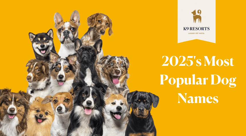 What are the Most Popular Dog Names for 2025?