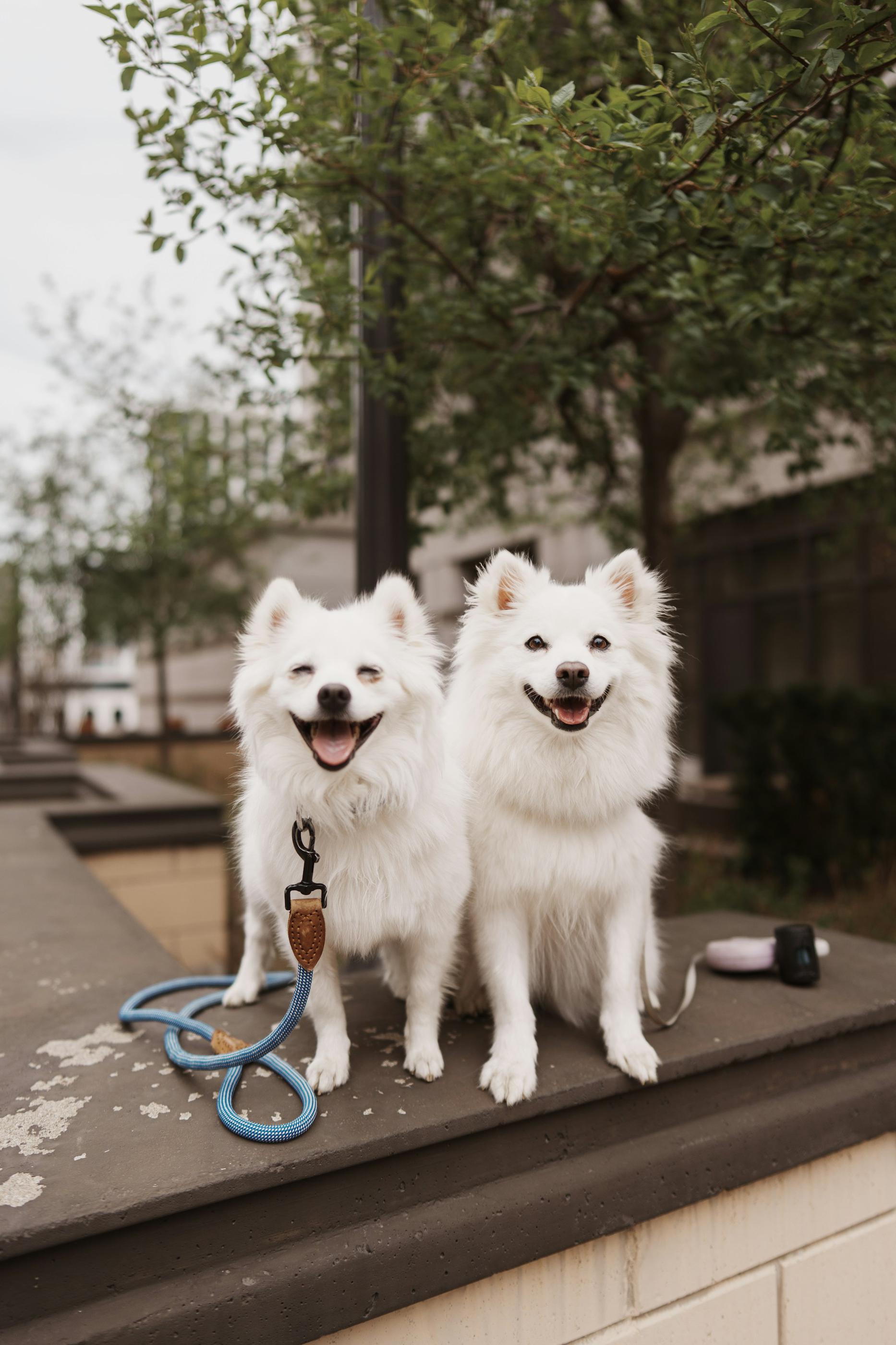 Two White Small Dogs