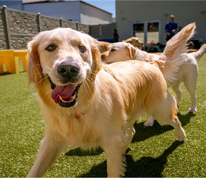 Happy golden retriever running and playing with other dogs on green turf