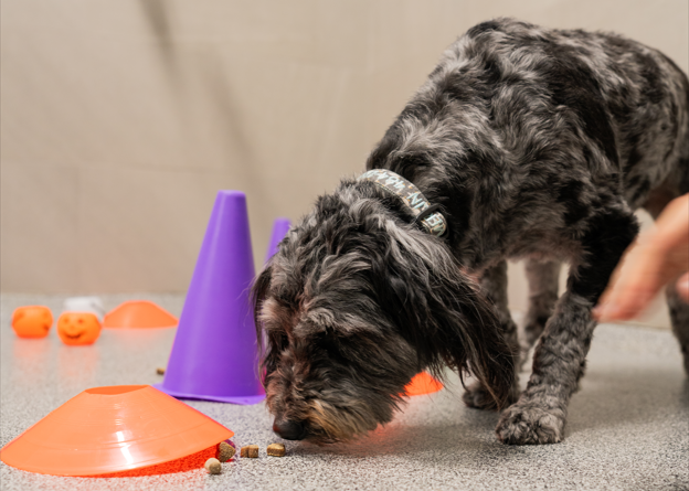 K9 Resorts Announces Fall Fest 2025: A Six-Week Playtime Series for Dogs