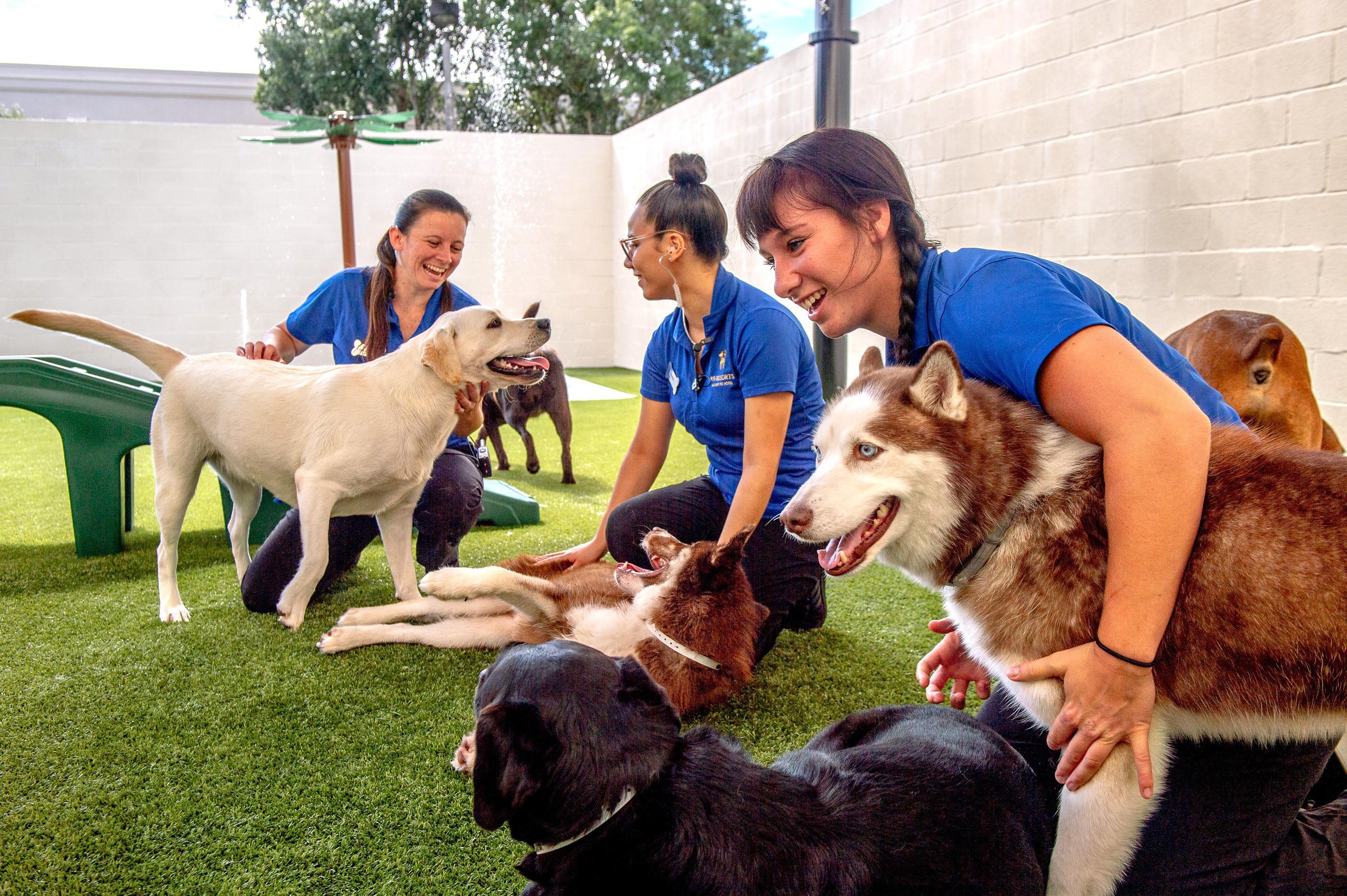 K9 Team with group of large dogs