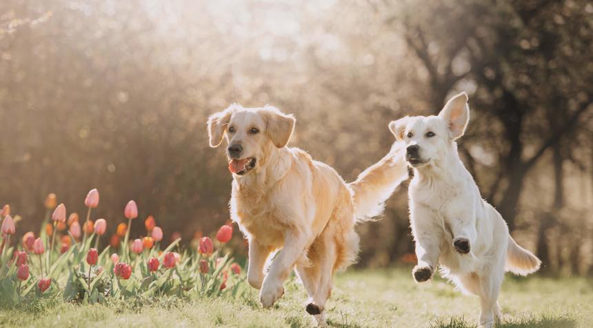 Spring Into Better Health for Your Pup