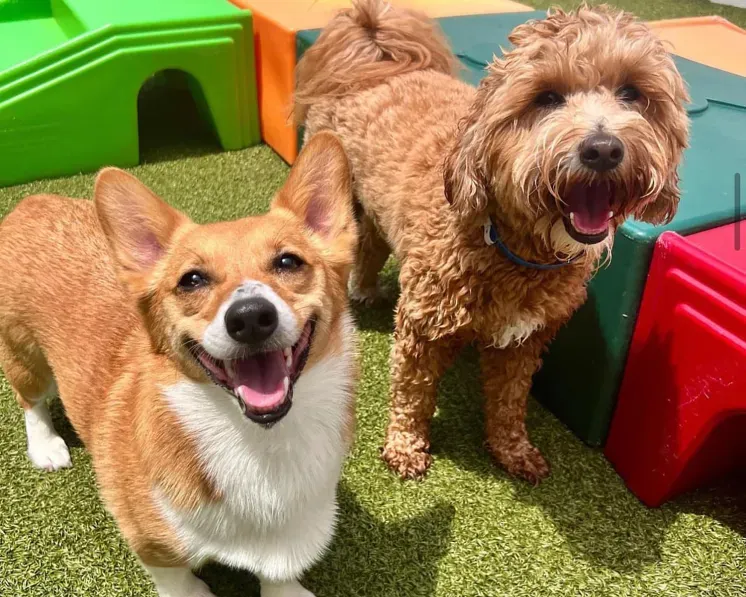Small dog outside running towards camera with its tongue out