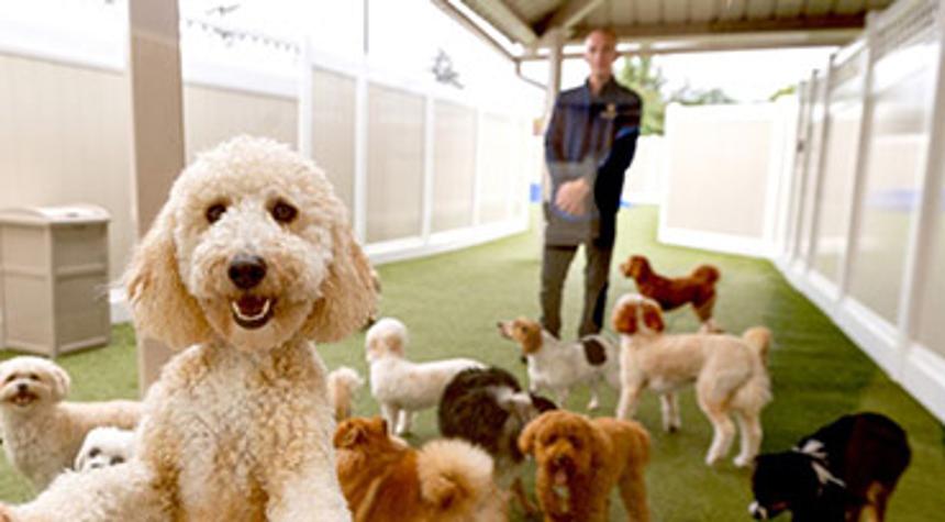 Does Your Dog Have Happy Teeth?