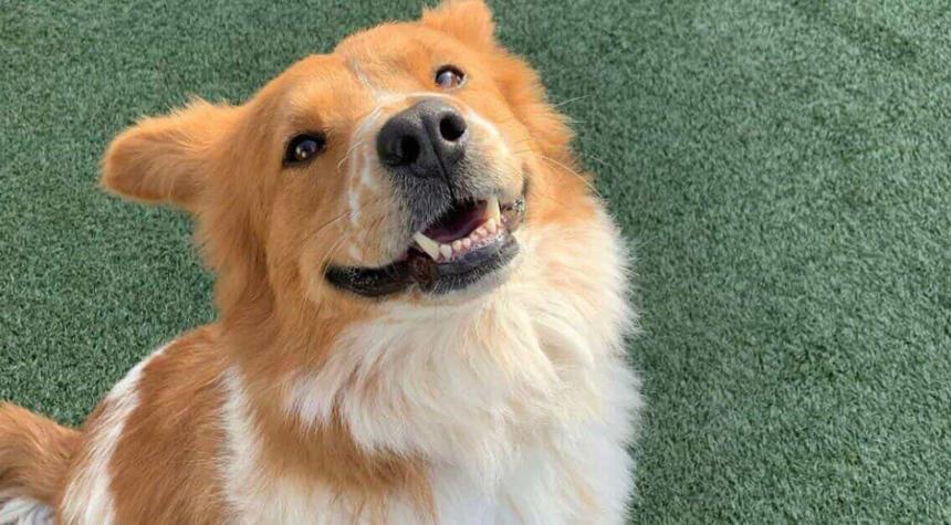 5 Reasons Why Your Dog Will Be Thankful for Doggie Daycare