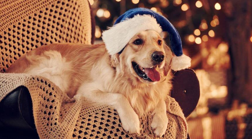 4 Tips for Dog Parents During the Holidays