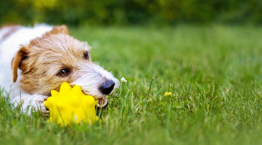 Great Dog Toys and Toys To Avoid in 2024