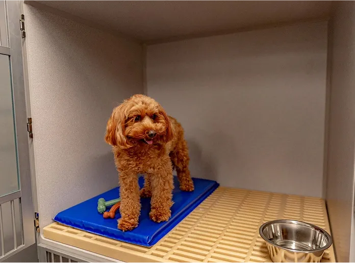 Happy Dog in single wide area