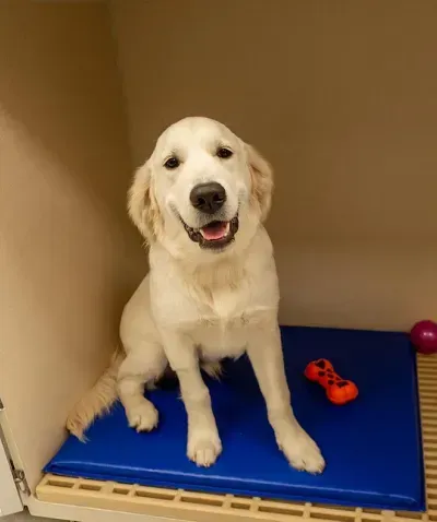Happy Golden Retriever in traditional boarding compartment