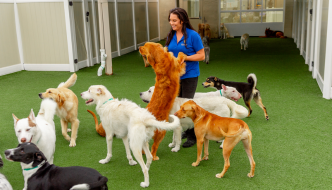 Short and Long Term Pet Care Options