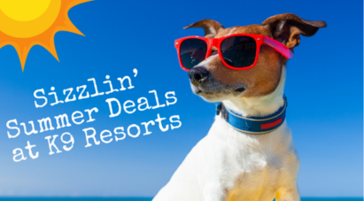 Daredevil pooches vie for the title of top dog at the annual World Dog Surfing Championships