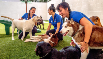 Pros and Cons of Hiring a Pet Care Facility