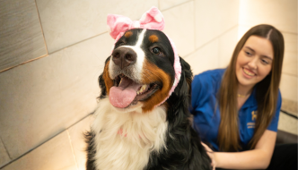 Luxury Pet Resort for Pampered Pets