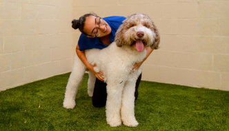 Things You Should Look For In Pet Care Provider