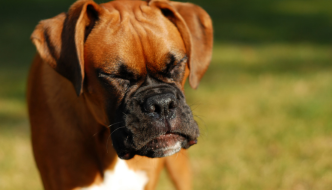 Why Is My Dog Sneezing So Much? Common Causes and Solutions