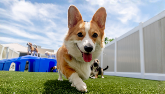 Dog-Friendly New Year's Resolutions (For Owners, Too!)