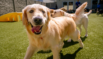 Dog Socialization 101: The Complete Guide for Dog Parents