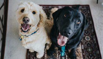 How to Interpret Your Dog’s Behavior Changes When You Travel