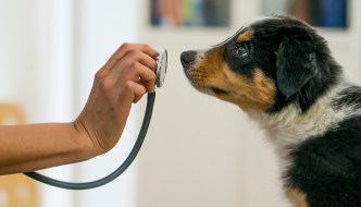 Pet Care: What You Should Know About Pet Insurance