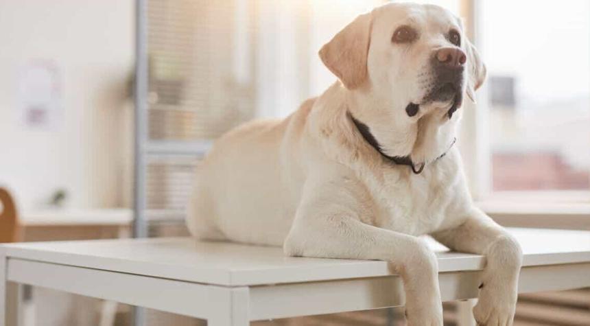 What Vaccines Does My Dog Need Before Boarding?