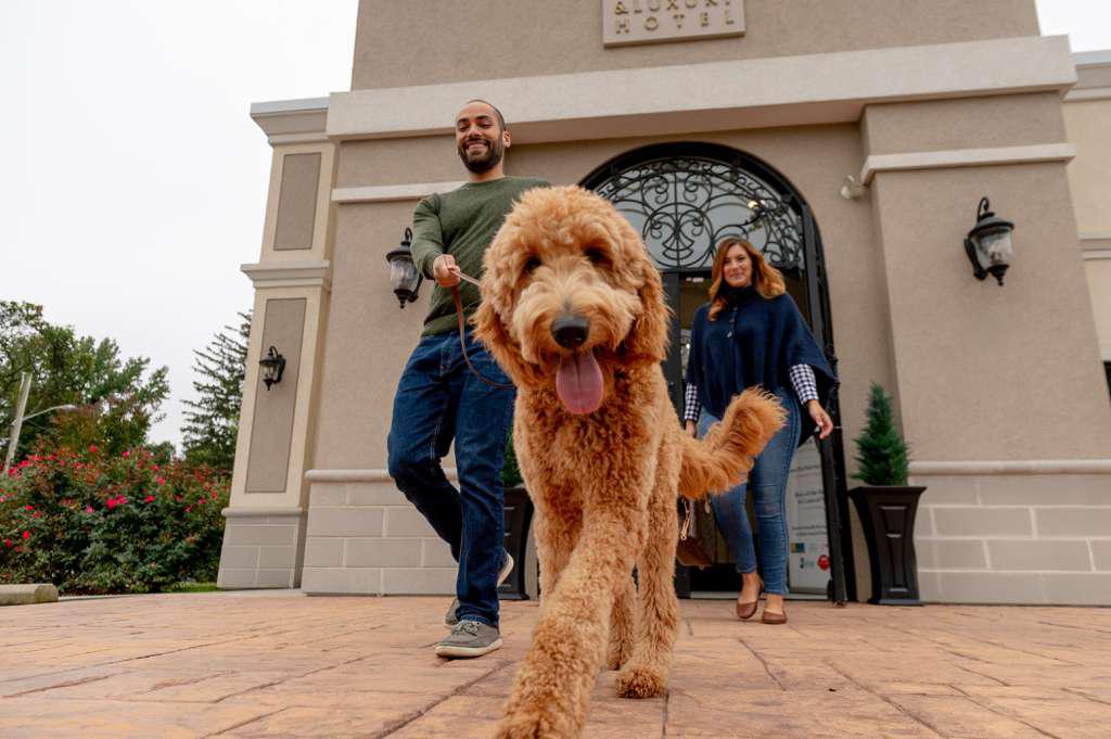 Dog Boarding - Give Your Dog a Luxurious Lifestyle